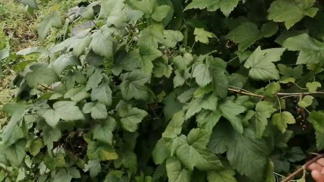 Ремонтантная малина(самохвал, конёк - корбунек)и смородина. смотреть онлайн