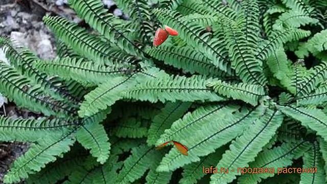 Ячмень, адиантум обыкновенный (adiantum-stopovidnyy) ? обзор: как сажать, саженцы ячмень, адиантумы смотреть онлайн