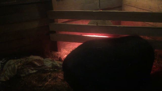 Долгожданный опорос смотреть онлайн