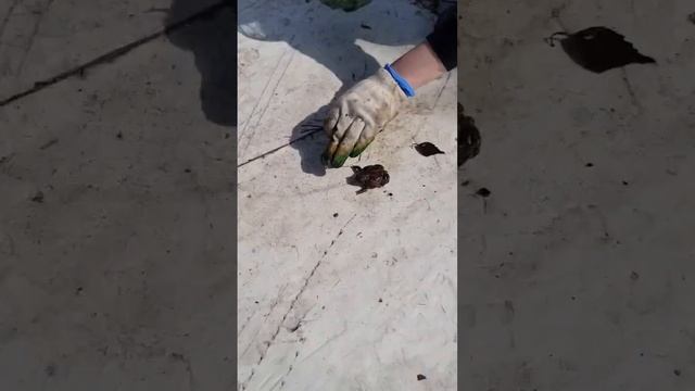 Нашли страшную жабу в огороде смотреть онлайн