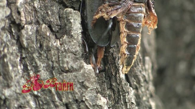 Усач реликтовый уссурийский (Callipogon Relictus)