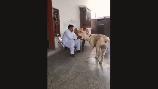 World Biggest Bully Kuta (Dog) In Pakistan || Indian Mastiff Pak Mastiff Kuta |