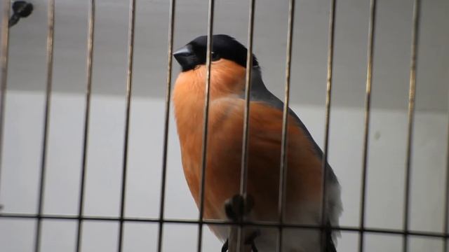 Пение снегиря смотреть онлайн