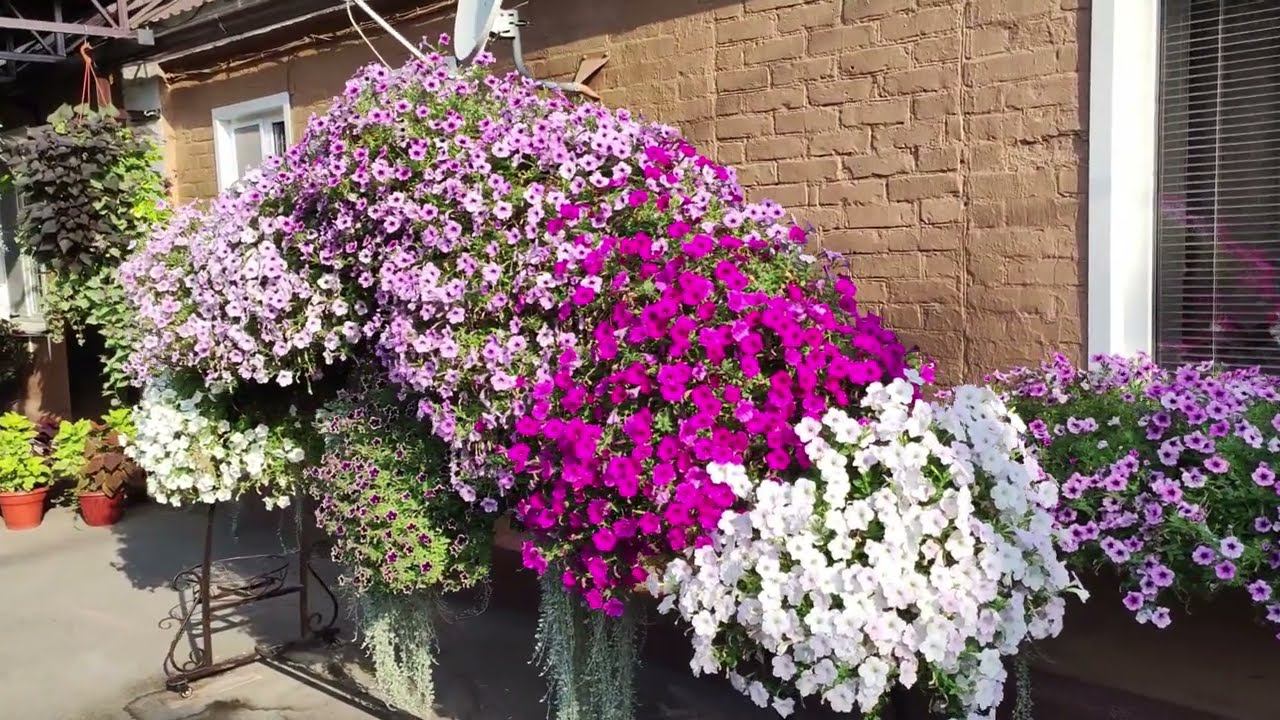 Последний обзор цветущего дворика. Прощай лето. Красота петуний. Что буду сохранять на новый сезон. смотреть онлайн