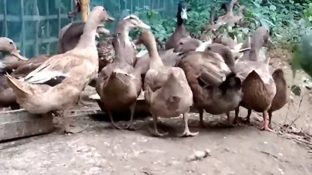Khaki Campbell Duck Farming | Hojai , Assam смотреть онлайн