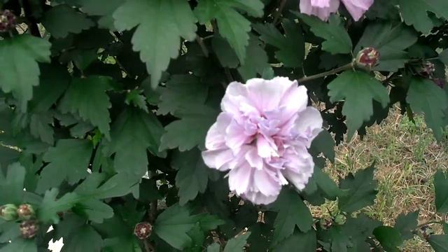 LAVENDER ROSE OF SHARON смотреть онлайн