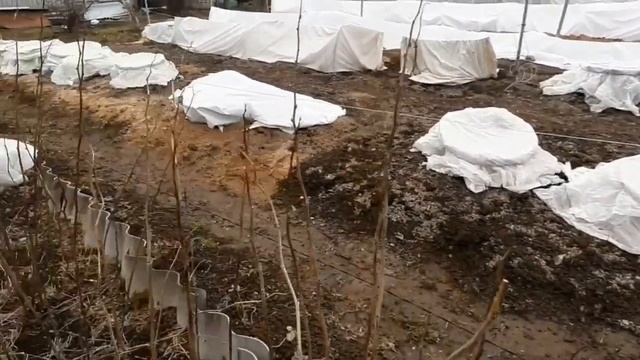 середина апреля , работа на винограднике и огороде смотреть онлайн
