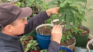 Один из самых морозостойких инжиров в мире «Мичуринская 10»