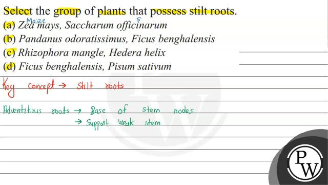 Select the group of plants that possess stilt roots.
(a) Zea mays, Saccharum officinarum
(b) Pand.. смотреть онлайн