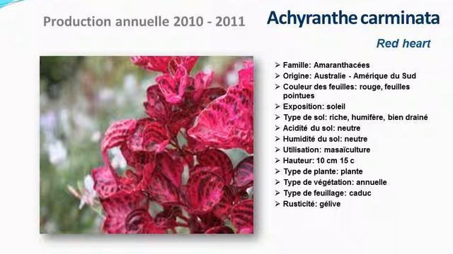 Tuto Jardin :Achyranthe Carminata Red Heart:  Fiche Technique Plante Annuelle