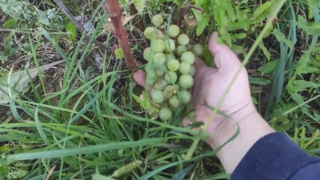Сорт винограда Супага в Ленинградской области.11.09.2022 смотреть онлайн