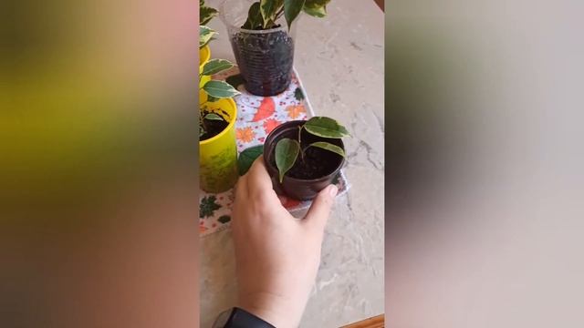 Быстро и легко!!! Размножение фикуса Бенджамина!!! смотреть онлайн