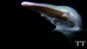 Подводный монстр. Акула-гоблин. Mitsukurina owstoni. Goblin Shark