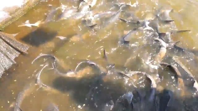 Осетры в садках от 10 до 40 кг: русский осётр, сибирский осётр, гибрид ЛенКа