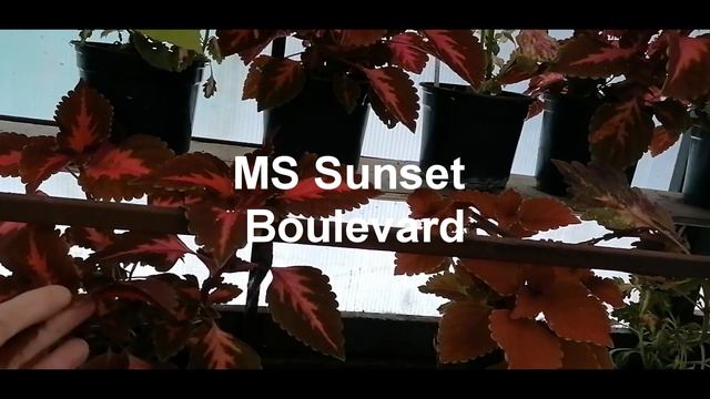 Колеусы Новогодние