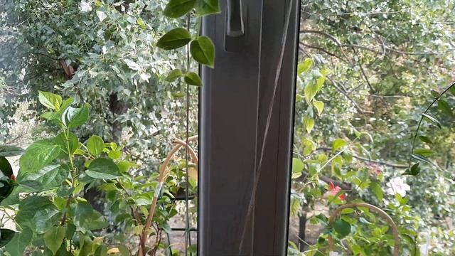 Комнатные растения/ цветы. Новая подвеска. Помогите определить мох. смотреть онлайн