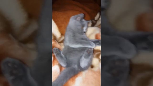 Funny Cats. Sweet Kittens.Смешные кошки. Как забавно умываются котята. Белле 12 недель смотреть онлайн