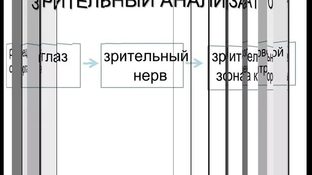 Полушария большого мозга. Зрительный анализатор. смотреть онлайн