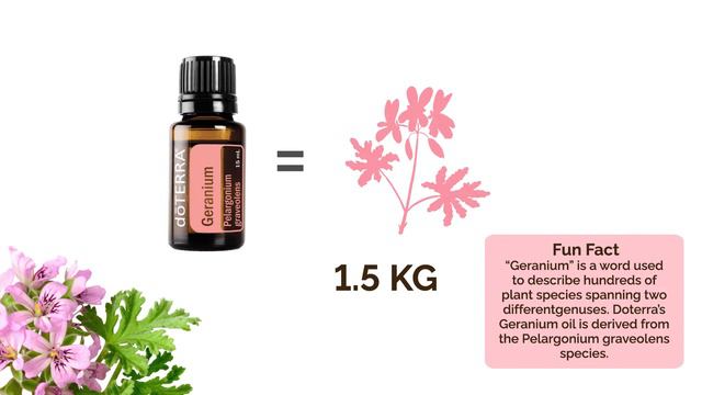 doTERRA Geranium Essential Oil- DEOWA Academy смотреть онлайн