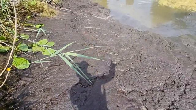 СПУСК Пруда! МНОГО РЫБЫ ШОК! Часть 11 смотреть онлайн