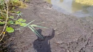 СПУСК Пруда! МНОГО РЫБЫ ШОК! Часть 11