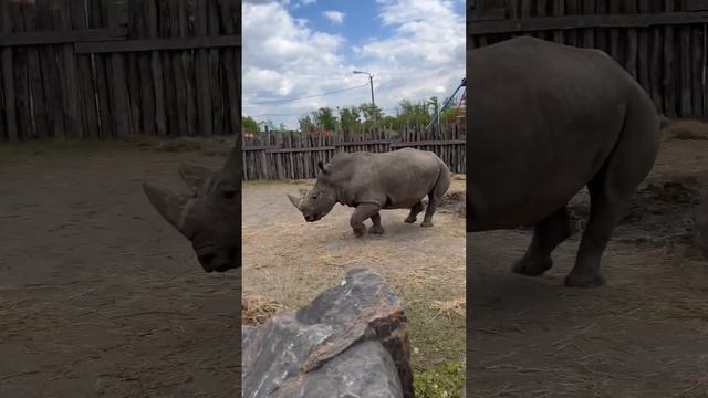 Носорог , одна весит 4 тонны . смотреть онлайн