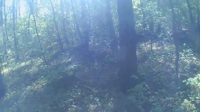 Прогулка по лесу! ШОК!!! Встретили лису с лисятами!!/Жизнь в деревне смотреть онлайн