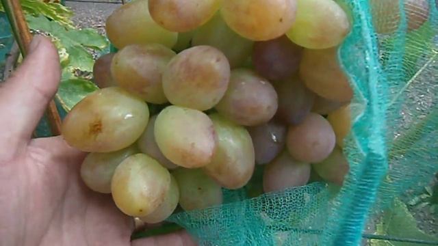 Виноград София. смотреть онлайн