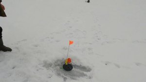 🔥зимняя рыбалка📣судак на жерлицы👉ловля судака зимой👈