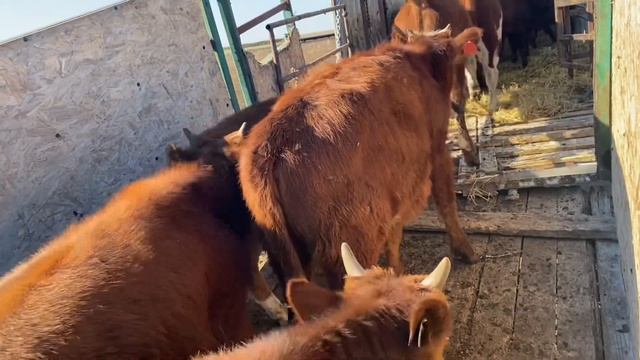 Калмыцкий скот? смотреть онлайн