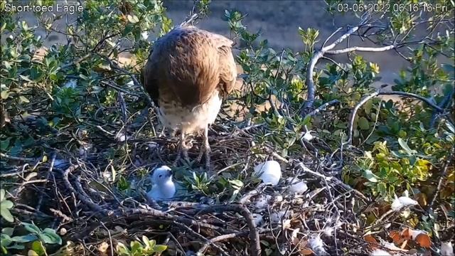 Гнездо змееяда/птенец смотреть онлайн
