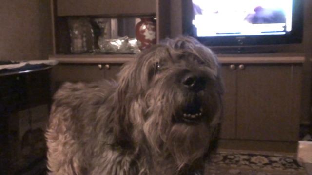 Грей гавкает в 13 лет смотреть онлайн