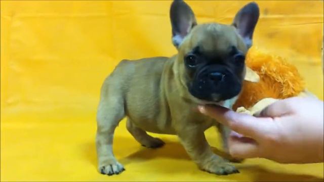 Ирко Ингур Арабеска 50 дней смотреть онлайн