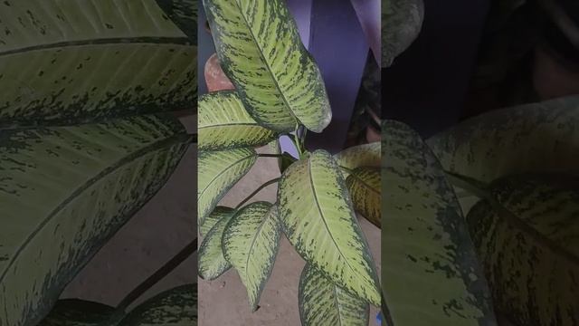 Dieffenbachia varieties, #Dieffenbachiasenguine, dumbcane, Dieffenbachia amoena смотреть онлайн