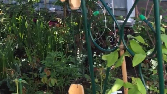 Новая роза, Голден Селебрейшн, и прогулка по саду. Сад готовится к цветению. смотреть онлайн