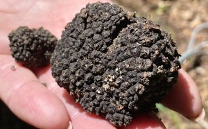 Трюфель - самый дорогой гриб в мире!