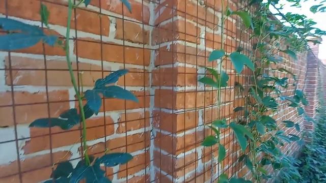 Маракуйя северная растет, цветет и завязывает плоды/ Пассифлора инкарнатная смотреть онлайн