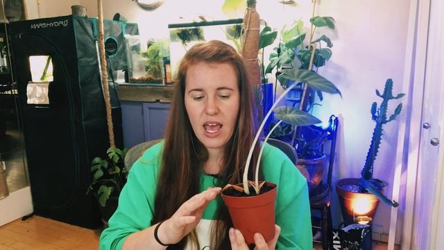 ALOCASIA & COLOCASIA 101. DROPPING LEAVES, SMALL LEAVES & PROPOGATION | Gardening In Canada смотреть онлайн