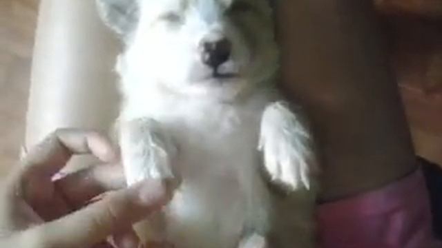 Щенок спит смотреть онлайн