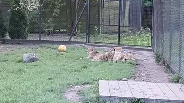 ВАРШАВСКИЙ ЗООПАРК/ ПОЛНЫЙ ОБЗОР ЗООПАРКА/ ЧАСТЬ 1 смотреть онлайн