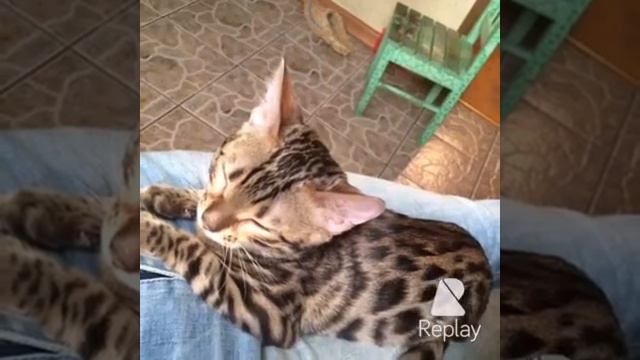 Кошки смотреть онлайн