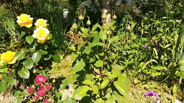 Новалис, Эль Торо, Леонардо да Винчи, часть 1, розы первогодки, обзор новых посадок на 1 июля 2021. смотреть онлайн