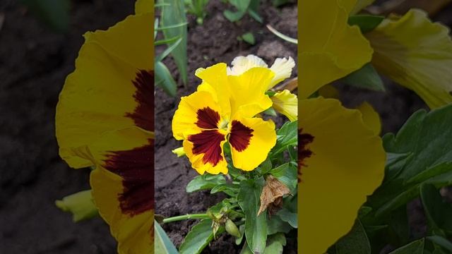 Анютины глазки. Венский вальс...фото, видео мои. смотреть онлайн