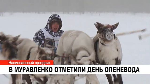 В МУРАВЛЕНКО ОТМЕТИЛИ ДЕНЬ ОЛЕНЕВОДА смотреть онлайн