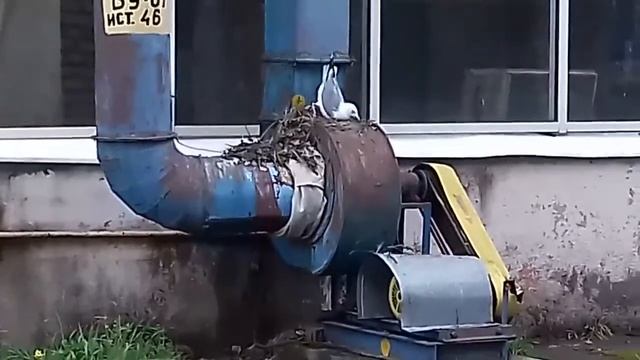 Полёт орла смотреть онлайн