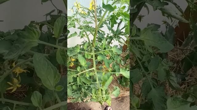 Нехватка магния у томата.Подкормка смотреть онлайн