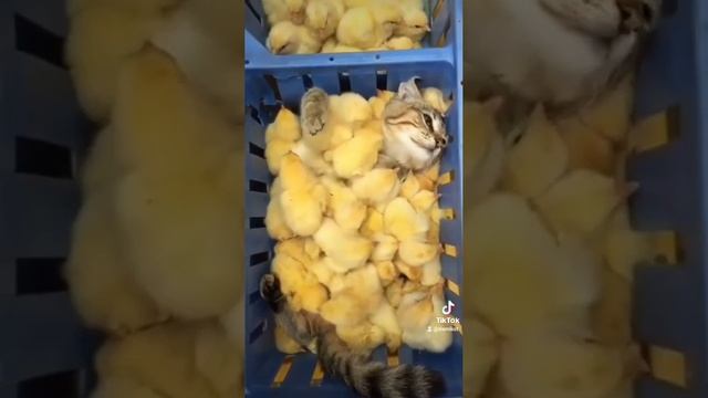 зато я очень клёвый? смотреть онлайн
