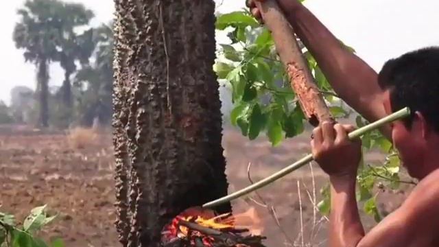 Валим дерево без топора