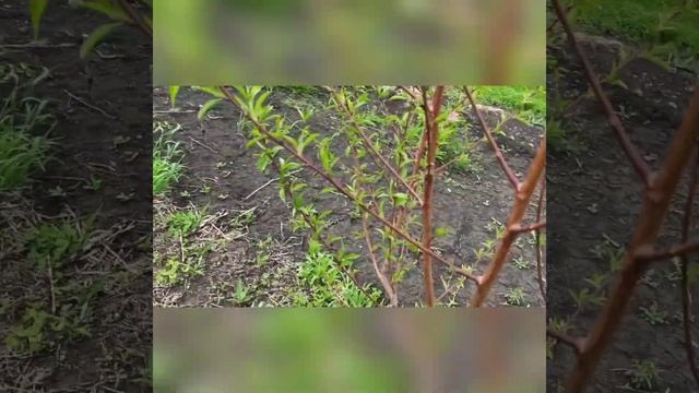 Как нельзя обрезать персик. смотреть онлайн