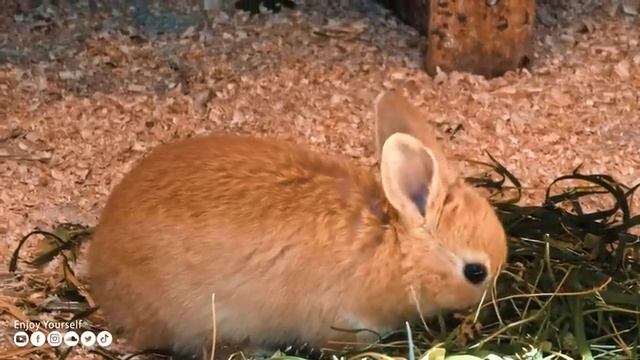 Успокаивающая музыка лечит сердце и успокаивает нервную систему? Музыка для души и расслабления #26 смотреть онлайн